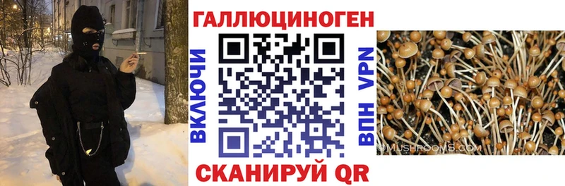 купить  сайты  Навашино  Галлюциногенные грибы мицелий 